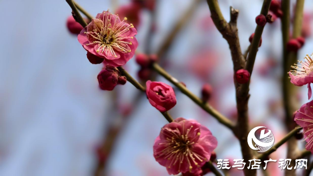 天中梅花基地：萬(wàn)株梅綻 燃爆新春的網(wǎng)紅花海