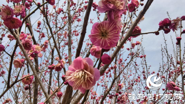 天中梅花基地：萬(wàn)株梅綻 燃爆新春的網(wǎng)紅花海