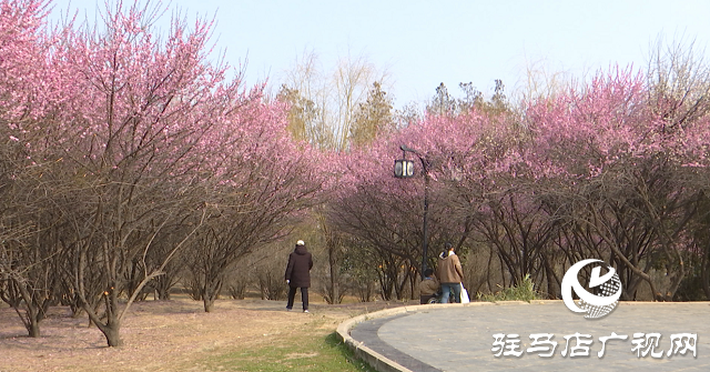 正陽縣：梅花競相綻放 踏青賞花正當時