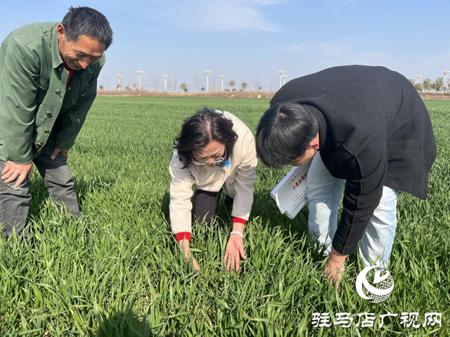 農(nóng)氣專家田間把脈開方 護航小麥拔節(jié)孕穗