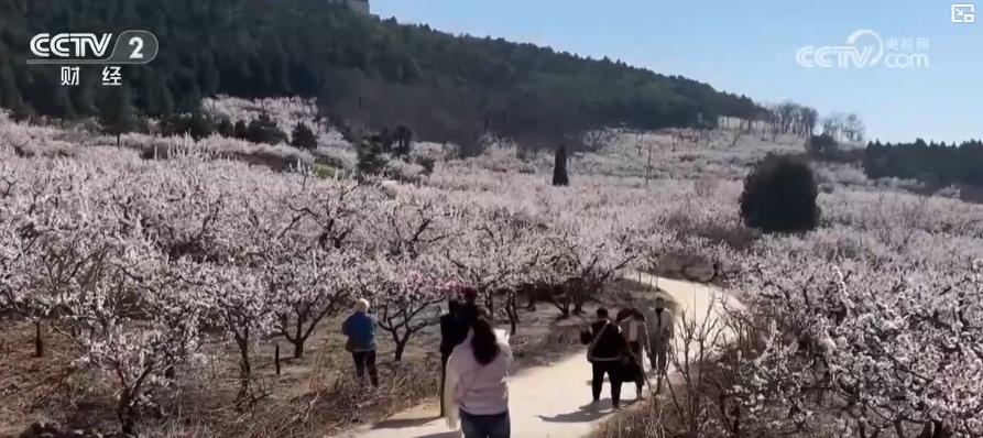 以“花”為媒、以“旅”促農(nóng) 勾勒鄉(xiāng)村振興新圖景