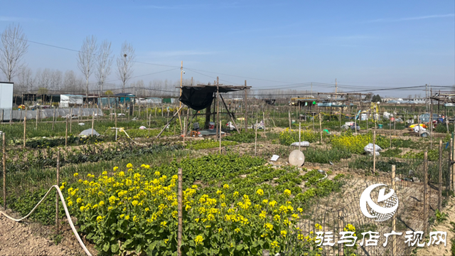 駐馬店興起共享菜園 市民化身都市陶淵明樂享種菜自由