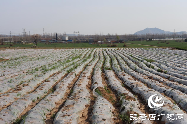 驛城區(qū)香山街道：搶抓春耕好時機 種下藥材“金種子”