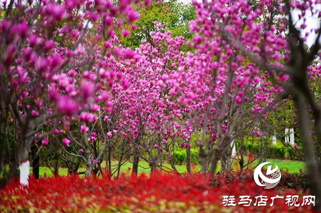 百花繪就春之調(diào)色盤 錦繡花海引客醉芳菲